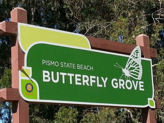 Butterfly Grove